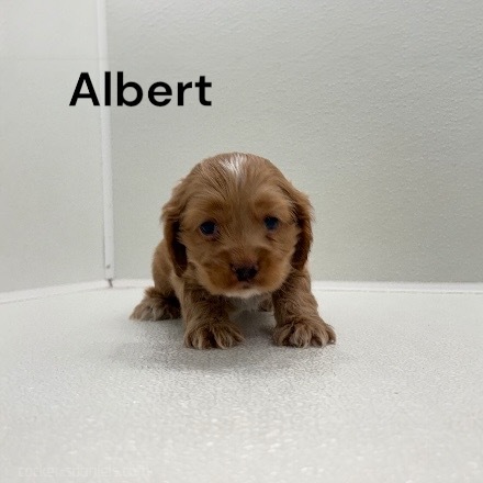 puppy, for, sale, Cocker Spaniel, Joe & Cherri  Overlease, dog, breeder, Miller, MO, dog-breeder, puppy-for-sale, forsale, nearby, find, puppyfind, locator, puppylocator, aca